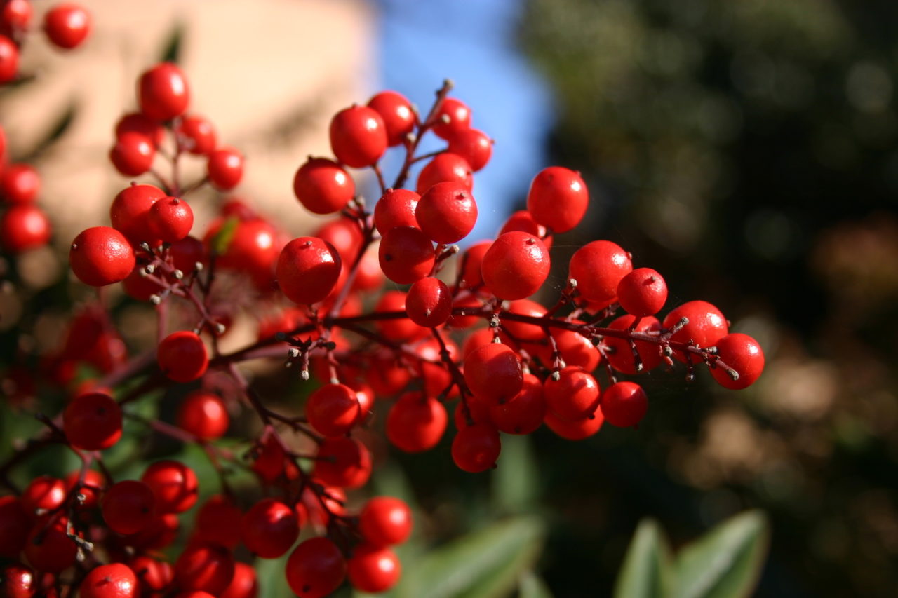 cranberries