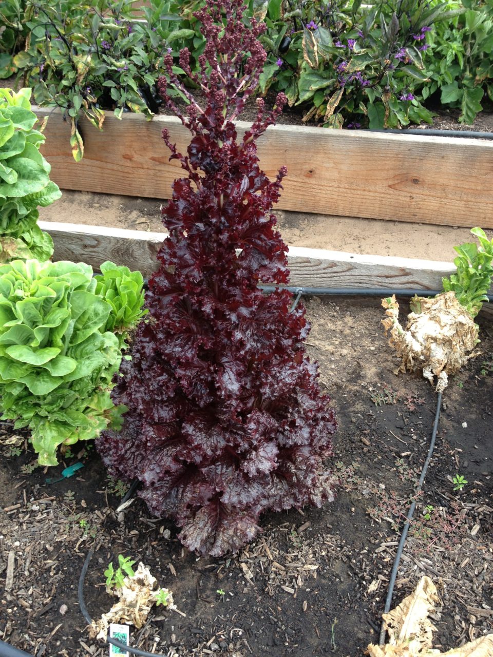 red-oak-lettuce-8-8-13